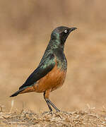 Chestnut-bellied Starling