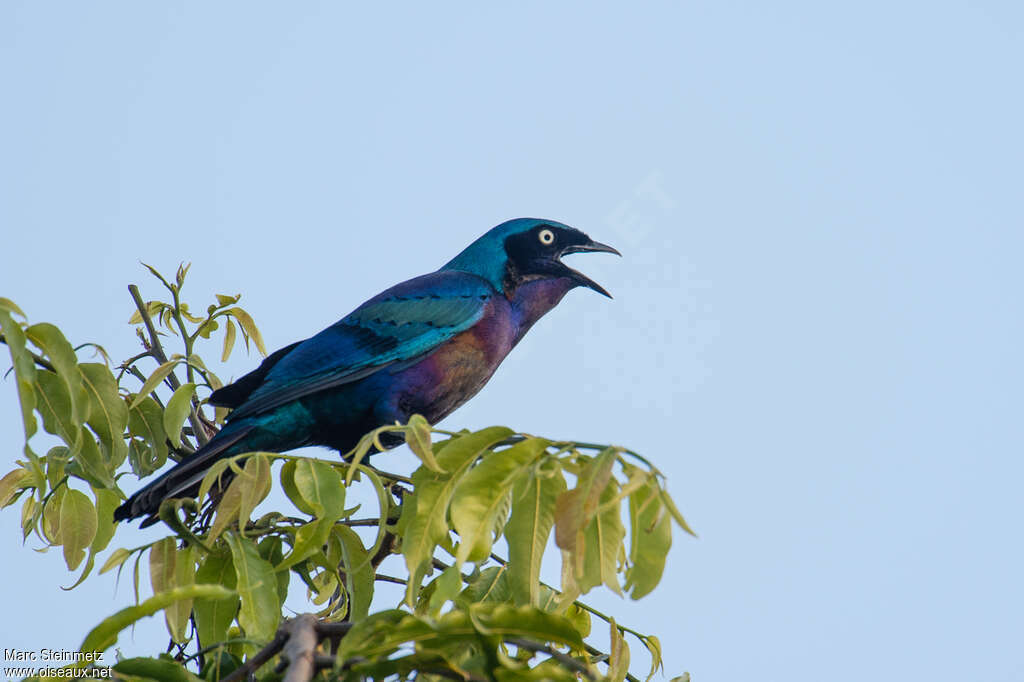 Splendid Starlingadult, identification