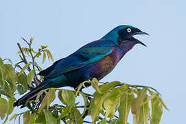 Splendid Starling