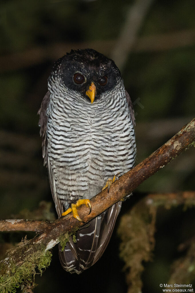 Black-and-white Owl