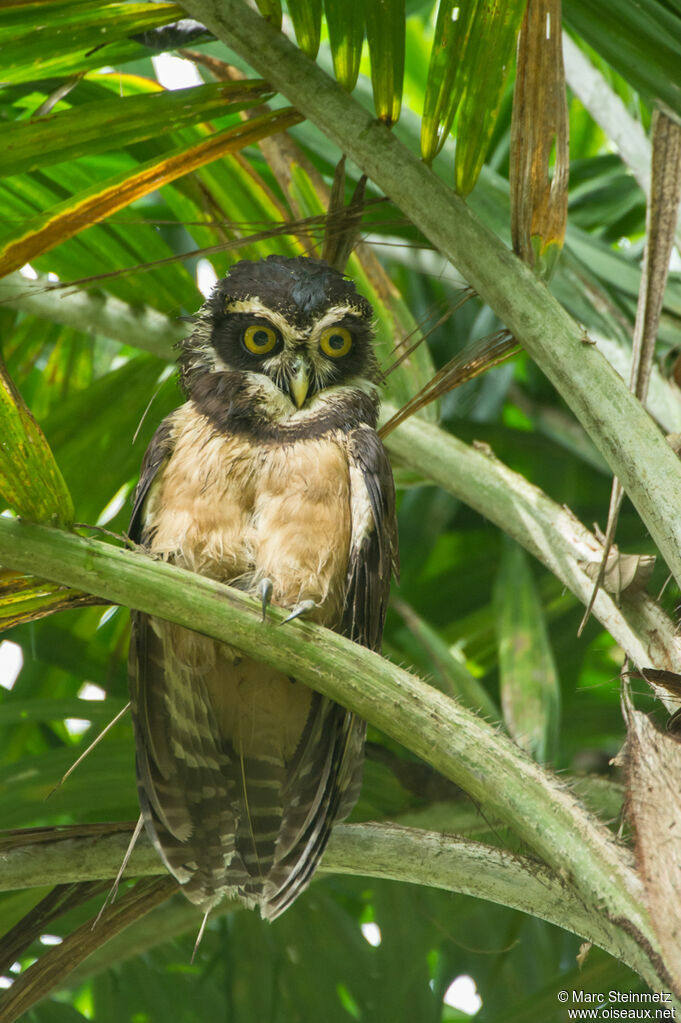 Spectacled Owl