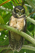 Spectacled Owl