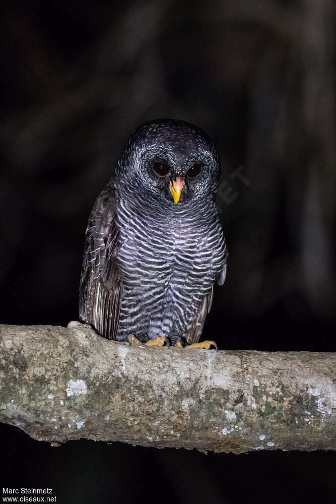 Black-banded Owladult, pigmentation, fishing/hunting