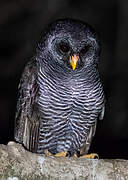 Black-banded Owl