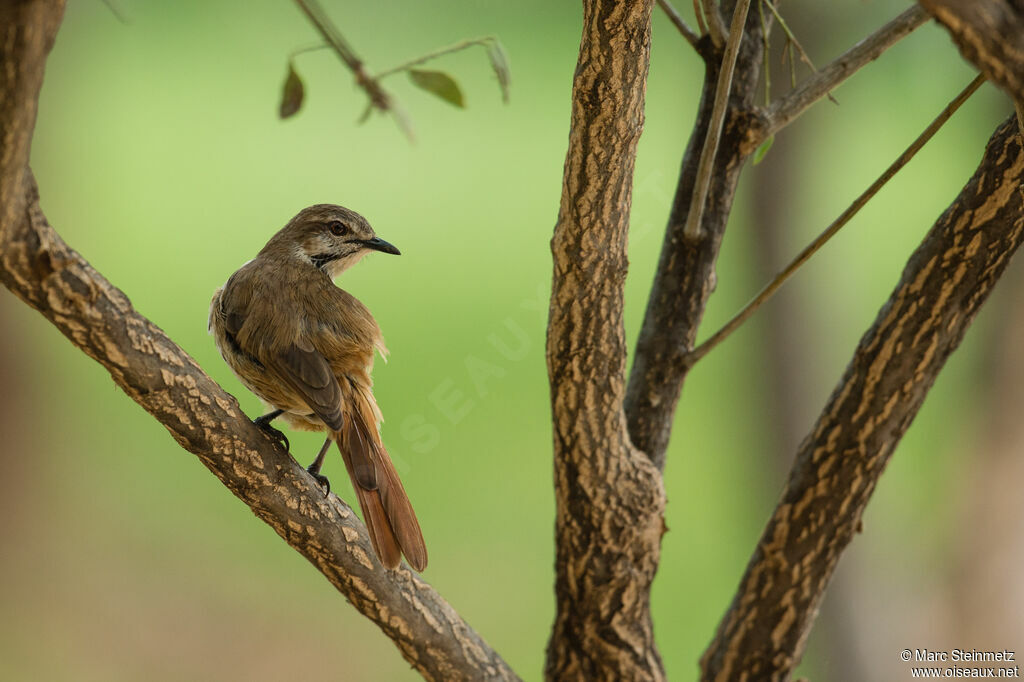 Spotted Palm Thrush