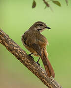 Spotted Palm Thrush