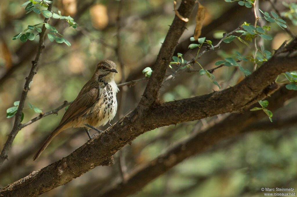 Spotted Palm Thrush