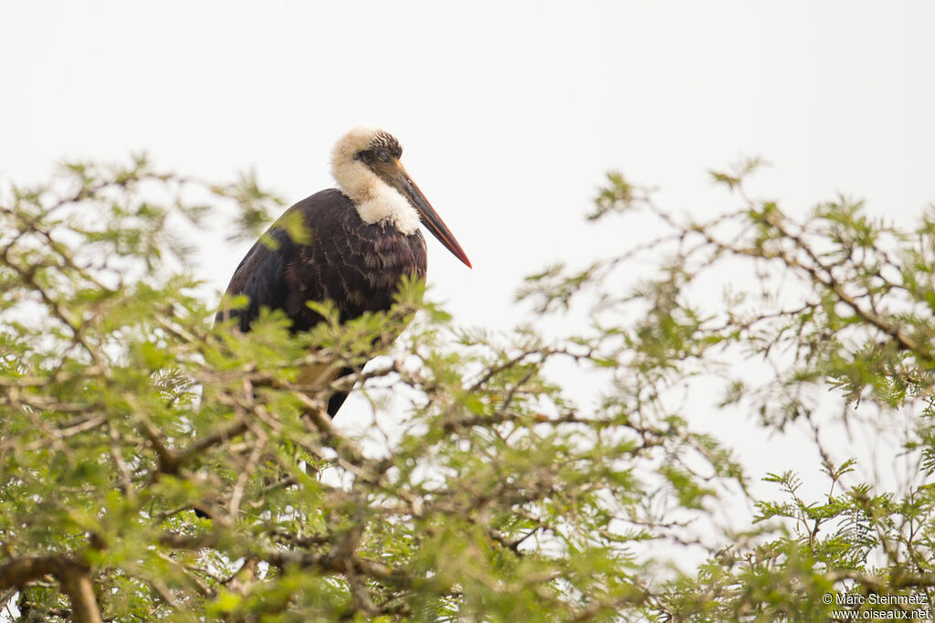 Cigogne à pattes noires