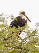 Cigogne à pattes noires