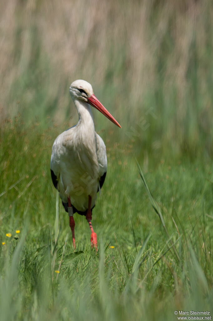 White Stork