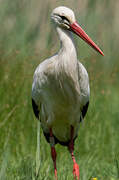 White Stork