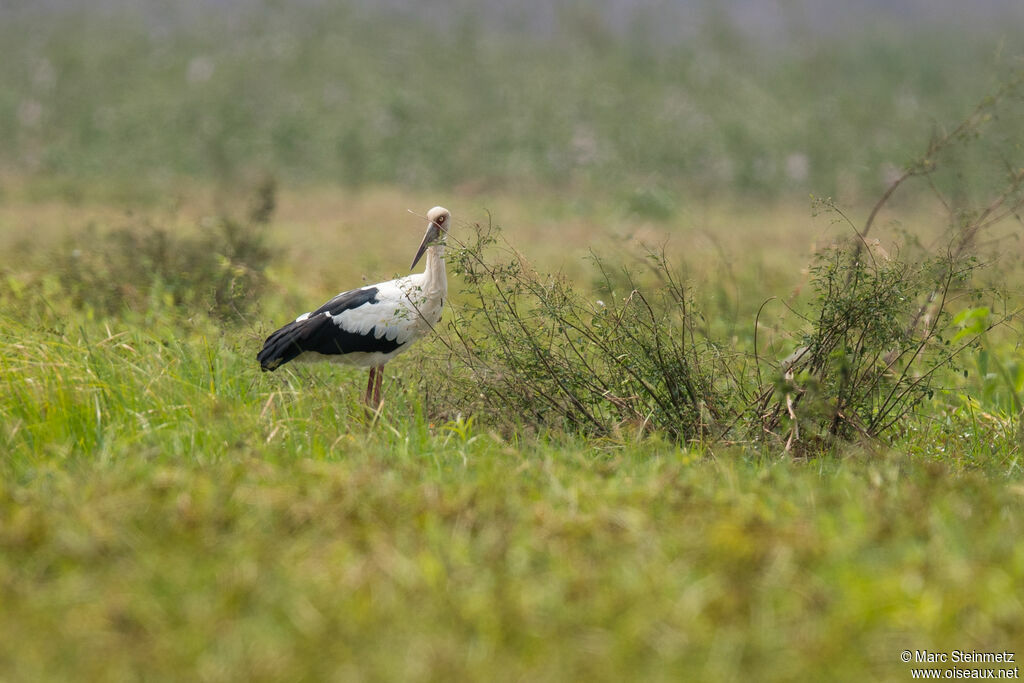 Cigogne maguari