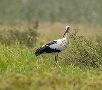 Maguari Stork