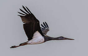 Black Stork