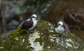 White-capped Dipper