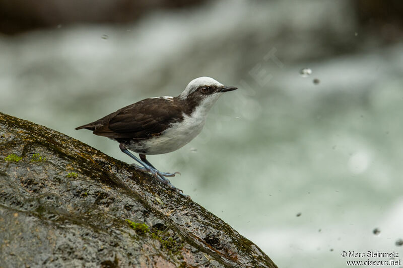 White-capped Dipper
