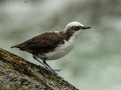 White-capped Dipper