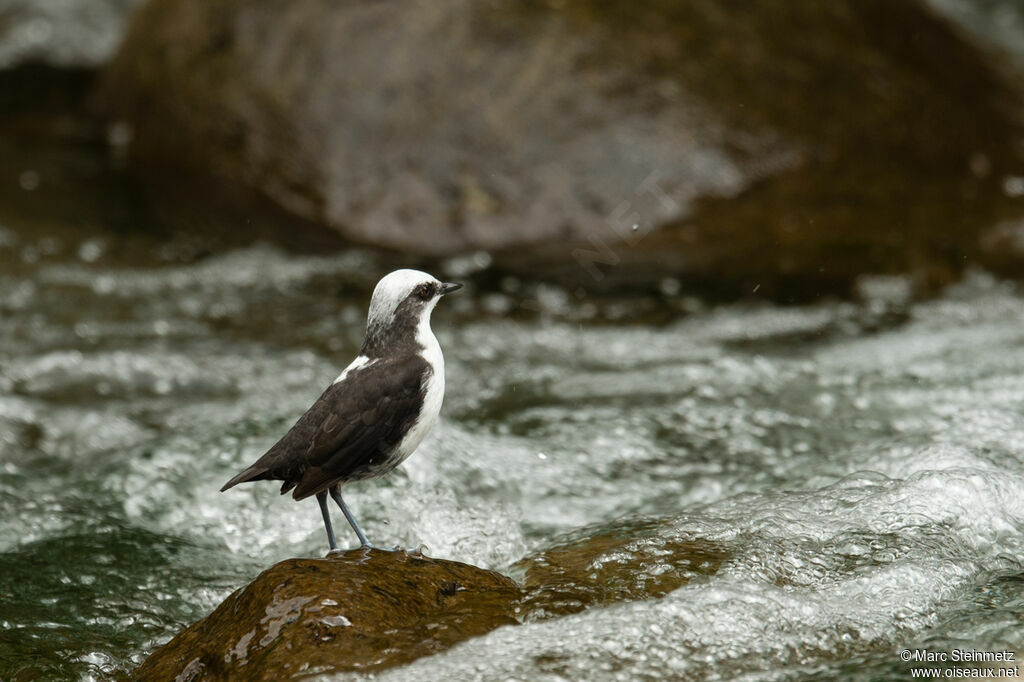 White-capped Dipper