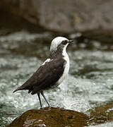 White-capped Dipper