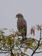 Western Banded Snake Eagle