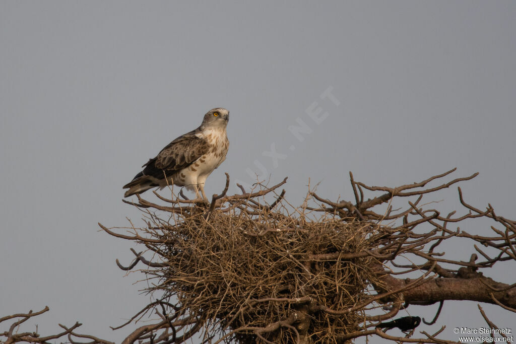 Short-toed Snake Eagle