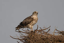 Short-toed Snake Eagle