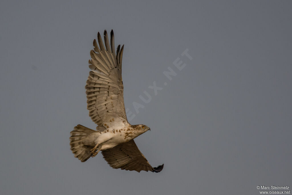 Short-toed Snake Eagle