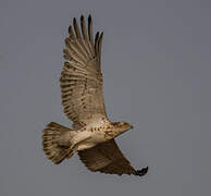 Short-toed Snake Eagle