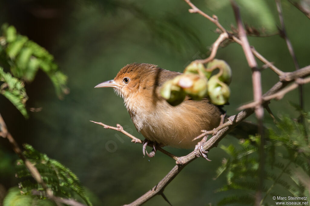 Red-faced Cisticola