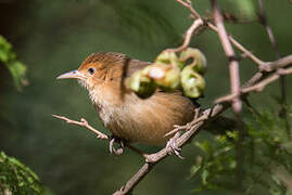 Red-faced Cisticola