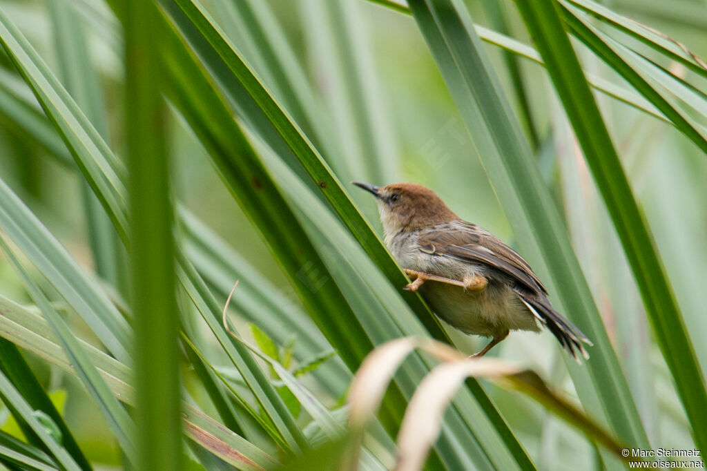 Carruthers's Cisticola