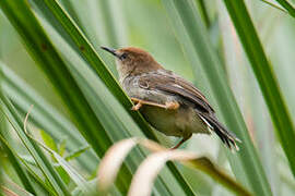 Carruthers's Cisticola