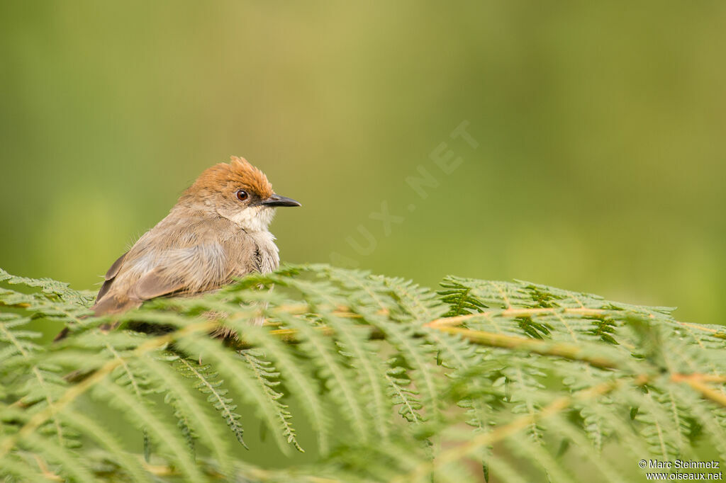 Chubb's Cisticolaadult