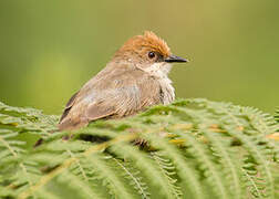 Chubb's Cisticola