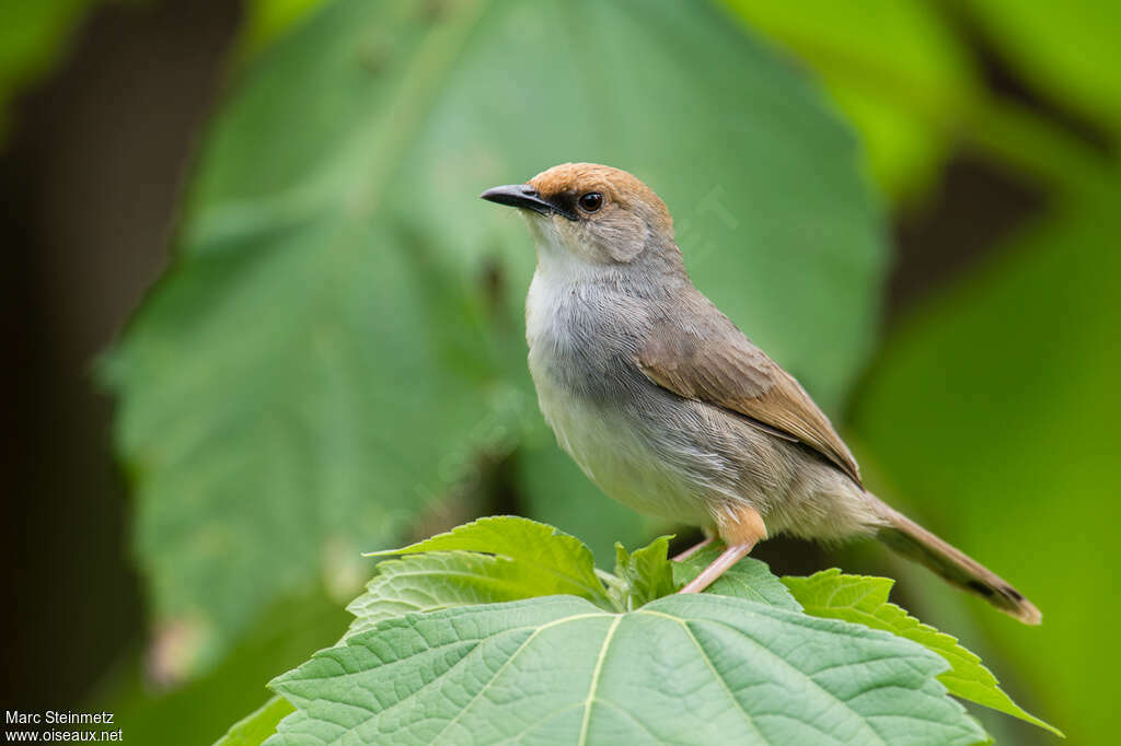 Chubb's Cisticolaadult, identification