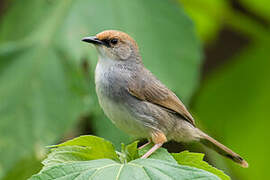 Chubb's Cisticola