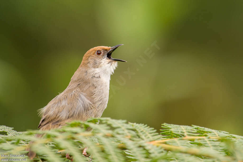 Chubb's Cisticolaadult, close-up portrait, song