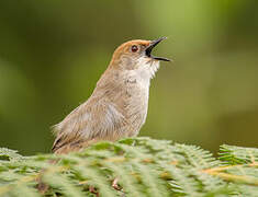 Chubb's Cisticola