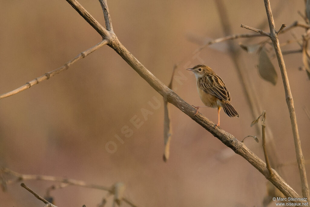 Zitting Cisticola