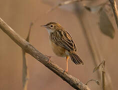 Zitting Cisticola