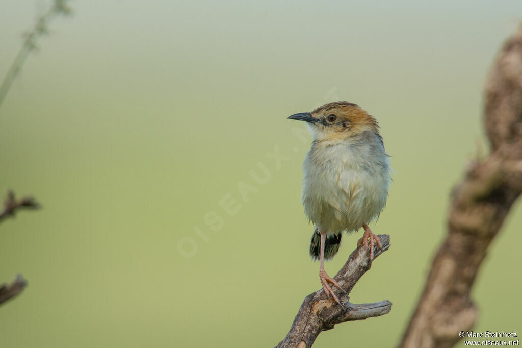 Winding Cisticola