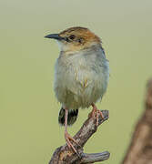 Winding Cisticola