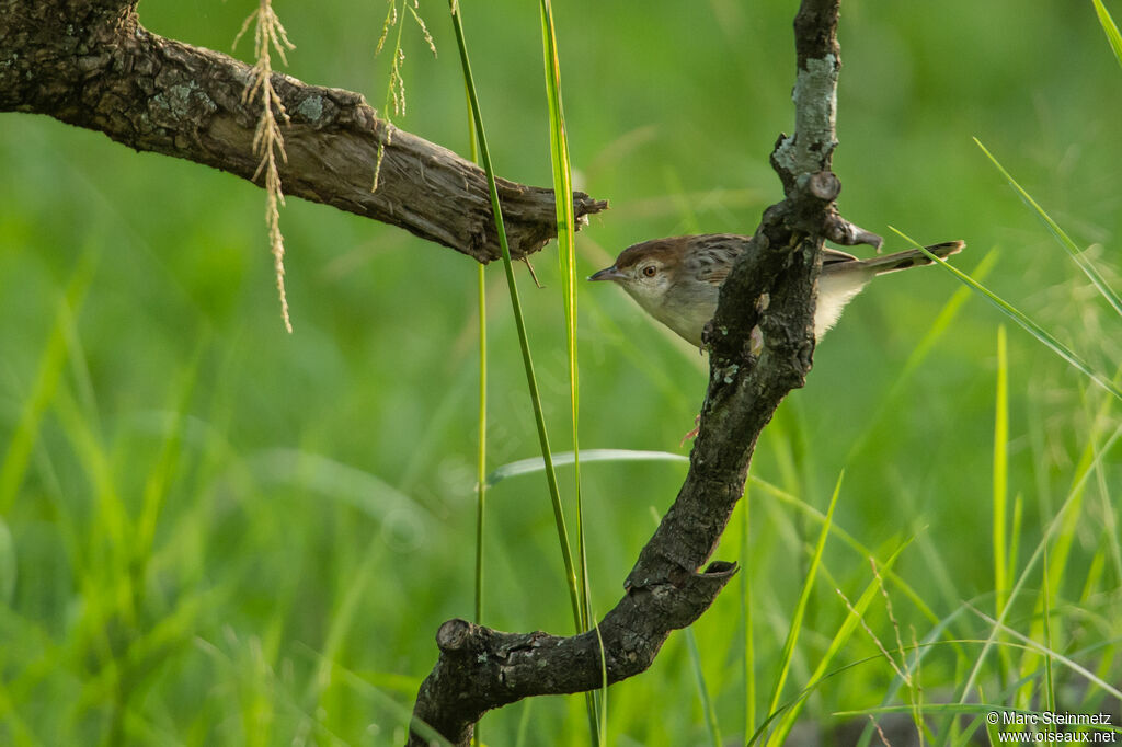 Stout Cisticola