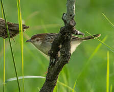 Stout Cisticola