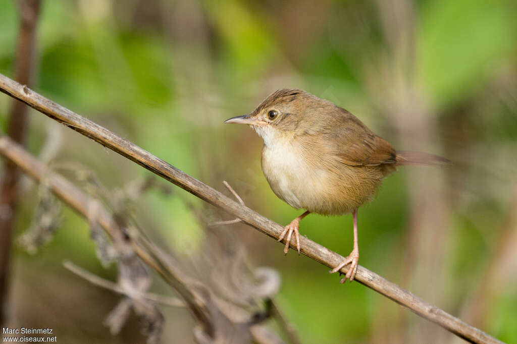 Rufous Cisticolaadult, identification