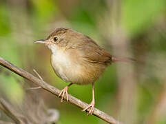 Rufous Cisticola