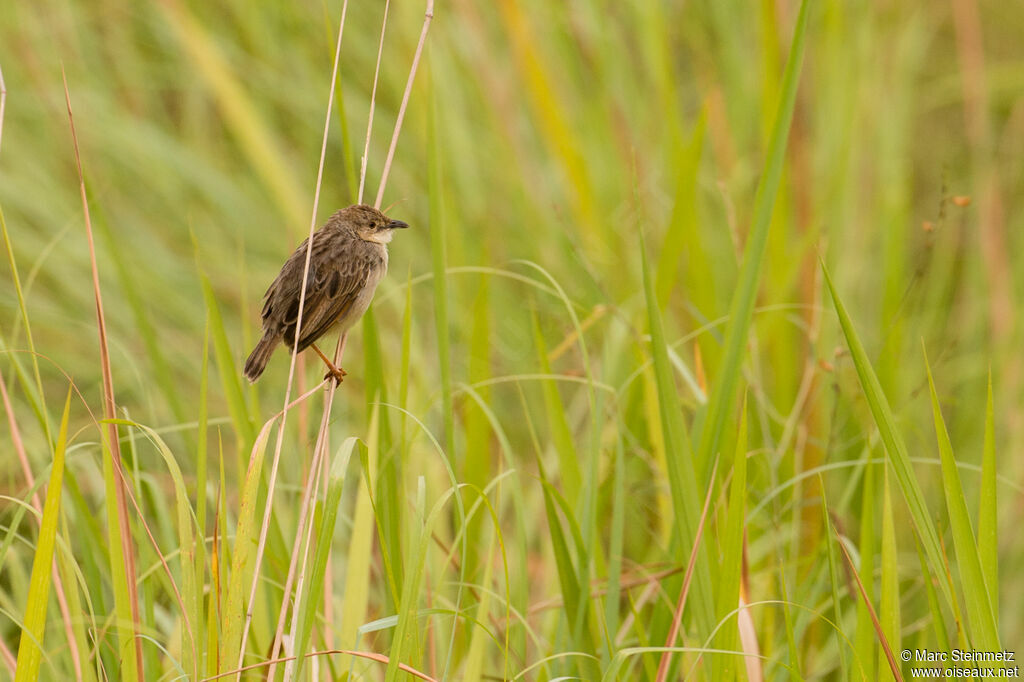 Croaking Cisticola