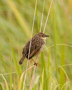 Croaking Cisticola