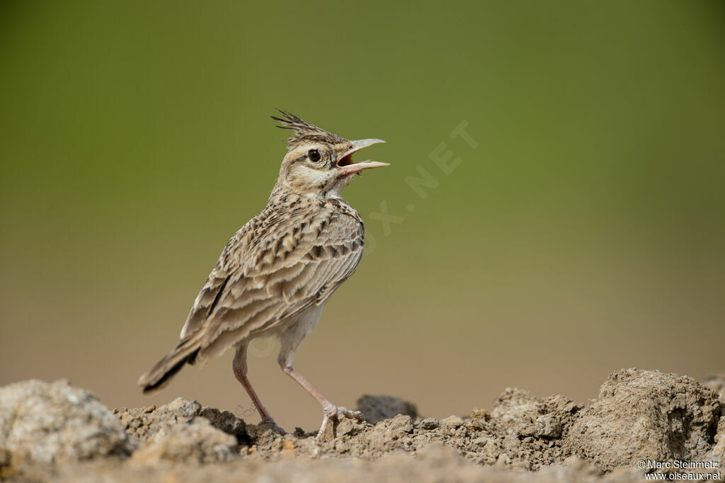 Cochevis huppé