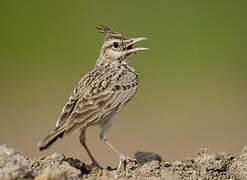 Crested Lark